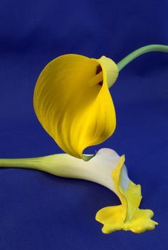 Yellow Photography, Creative Photography Projects, Split Complementary Colors, Color Symbolism, Mood Images, Ukrainian Art, Home Decor Aesthetic, Calla Lilies, Yellow Wallpaper