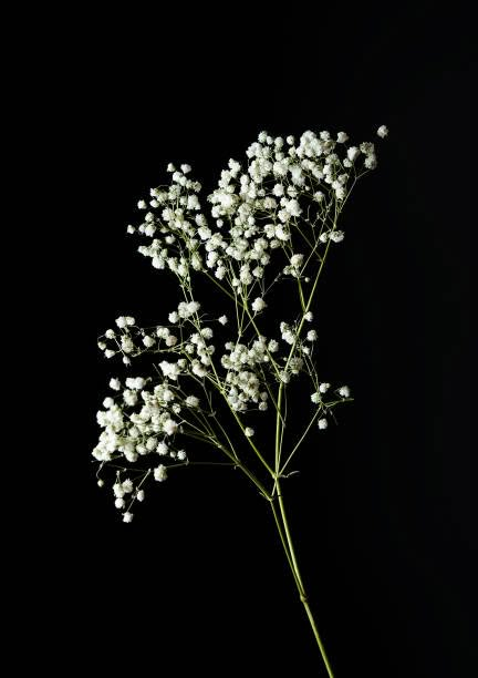 Cover Profile, Gypsophila Flower, Flower Close Up, Profile Ideas, Wedding Jacket, Dark Flowers, Haifa, Gcse Art, Nature Garden