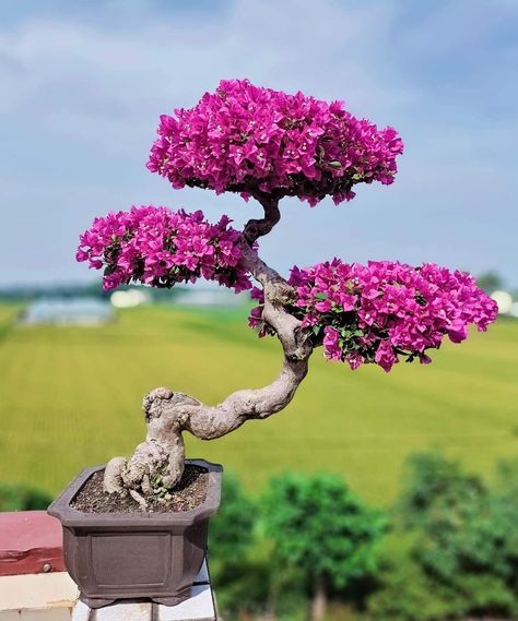 Bonsai Bougenvile, How To Grow Bonsai, Jade Plant Bonsai, Bonsai Shop, Bougainvillea Bonsai, Bonsai Fruit Tree, Bonsai Making, Bonsai Nursery, Japanese Bonsai Tree