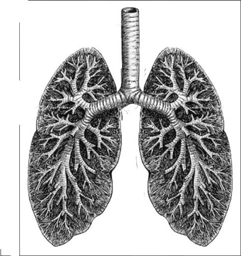 Labeled diagram human lungs - buzzle, Lungs form the central ... Anatomical Heart Tattoos, Lungs Drawing, Lungs Art, Anatomical Drawings, Lung Anatomy, Anatomical Heart Tattoo, Heart Lungs, Human Body Organs, Human Lungs