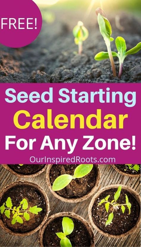 Greenhouse Seed Starting, Seed Starting Calendar, Starting Vegetable Seeds, When To Plant Seeds, Seed Starting Indoors, Planting Seeds Indoors, Gemüseanbau In Kübeln, Vegetables Garden, Starting Seeds