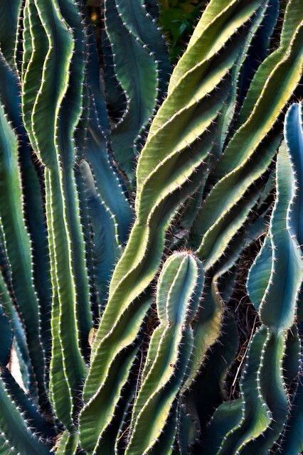 textuur: puntig/scherp structuur: cactus naalden Cactus Aesthetic, Beautiful Cactus, Green Cactus, Cactus Plant, Cactus Garden, Cactus Succulents, Aesthetic Ideas, Cactus Flower, Cactus And Succulents