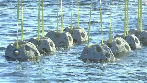 First-of-its-kind artificial reef used to boost fish population Seoul Bridge, Random Photos Aesthetic, Dragons Edge, Ark Ideas, Zoo Enrichment, Animal Enrichment, Landscape Architecture Plan, Artificial Reef, Architecture Technology