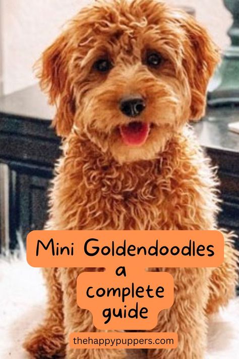 Are you looking for the perfect family dog? The mini Goldendoodle might just be the one you need. Mini Goldendoodles, miniature Goldendoodles, or mini Goldendoodles are petite to medium-sized dogs that are very attentive and affectionate towards their humans. #minigoldendoodle #dogs #dogbreeds #dogcare #thehappypuppers Medium Goldendoodle, Goldendoodle Black, Goldendoodle Miniature, Fitness Organization, Golden Doodle Dog, Mini Goldendoodle Puppies, Super Cute Dogs, Golden Doodles, Mini Doodle