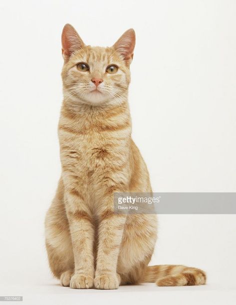 Stock Photo : A ginger and cream coloured Cat (Felis catus) sitting with its front paws together front view #cat #cat #poses Cat Poses Sitting, Cat Drawing Front View, Cat Front View Drawing, Cat Reference Poses Photo, Cat Body Reference, Sitting Pose Reference Front View, Cat Photo Reference, Cat Sitting Reference, Cat Pose Reference Photos