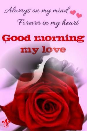 Happy Rose Day My Love, Good Morning Handsome Quotes, Morning My Love, Happy Rose Day, Romantic Good Morning Quotes, Romantic Good Morning Messages, Love My Wife Quotes, Good Morning Handsome, Good Morning Love Gif