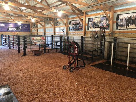 MITTAG Blog: Show Barn Ready For Summer Show Cattle Trailers, Show Pig Barn, Livestock Barn Plans, Show Cattle Barn Layout, Showing Steers, Cattle Barn Designs, Show Cattle Barn, Cattle Showing, Beef Cows