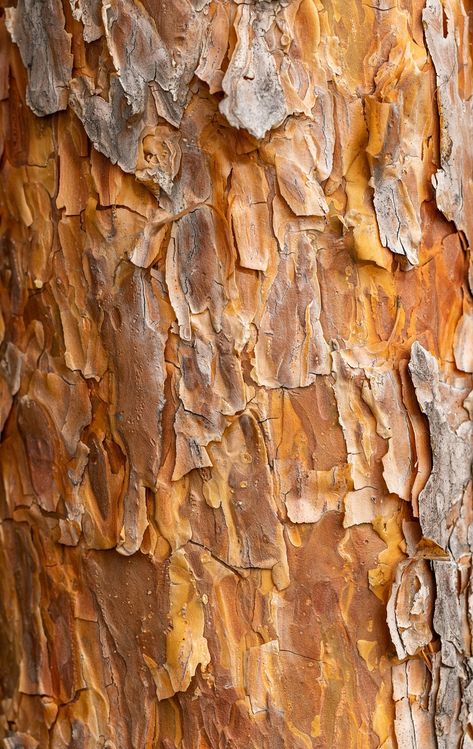 Texture Bark Tree Pine, #Bark, #Tree, #Pine, #Texture Pine Bark, Orange Texture, Traditional Medicine, Tree Free, Flyer Design Templates, Photos Hd, Public Domain Images, Hd Images, Free Pictures