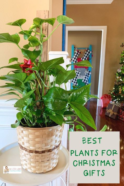 Christmas Decor With Live Plants, Plants For Christmas Gifts, Plants As Christmas Gifts, Best Plants To Give As Gifts, Christmas Plant Gift Ideas, Christmas Plant Pots, Plants For Gifts, Plants As Decor, Lavender Potted Plant