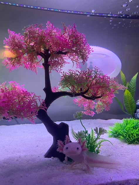 Pink Aquarium Aesthetic, Pink Betta Fish Tank, Axolotl Tank Decor, Axolotl Tank Setup Ideas, Axolotl Tank Set Up, Axolotl Tank Ideas Aquarium, Axolotl Aquarium Ideas, Axolotl Tank Setup, Pink Fish Tank