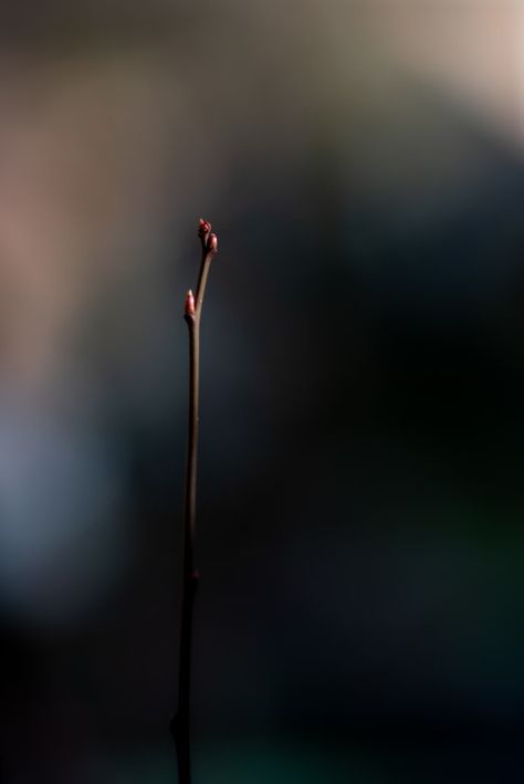 red flower bud in tilt shift lens photo – Free Blossom Image on Unsplash Bloom With Grace Wallpaper, Grace Wallpaper, Tilt Shift Lens, Bloom With Grace, Photo Of Nature, Tilt Shift, Nature Places, Plant Wallpaper, Nature Background