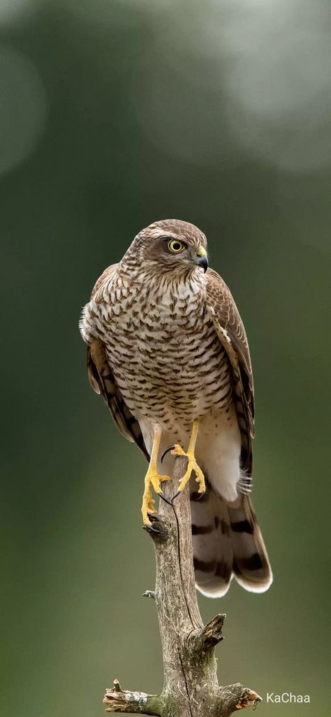 Sparrow Hawk, Raptors Bird, Hawk Bird, Sparrowhawk, Heartland Tv, Kestrel, Bird Artwork, Bird Pictures, Amazing Animals