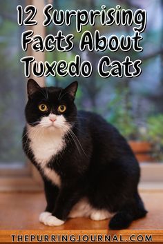 Tuxedo Cats Funny, Unique Cat Colors, Tuxedo Cat Halloween, Tuxedo Cats Aesthetic, Long Haired Tuxedo Cat, Gray Tuxedo Cat, Grey Tuxedo Cat, Fluffy Tuxedo Cat, Black And Brown Cat