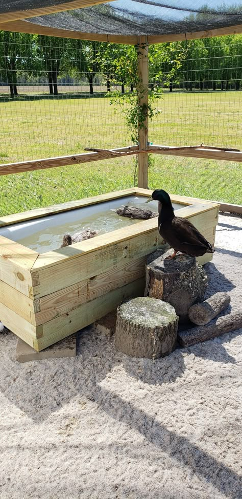 Hey there, I have been a member for a long time but not active. I keep both chickens and ducks, in the same run, and recently built a raised duck pond for my ducks. I've used kiddie pools for years as well as those black plastic things found in feed stores, all did the job but I wanted something... Duck Tub Ideas, Goose Coop Ideas, Quack Shack Ideas, Duck Coop Ideas Backyards, Diy Duck Pond, Duck Pond Ideas, Quack Shack, Duck Enclosure, Duck Pen