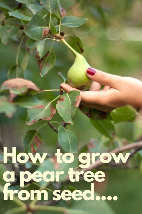 Fancy growing your own pear tree from seed? Read the blog to find out how. Garden Small Space, Pear Varieties, Vegetables Growing, Vegetables In Pots, Growing Vegetables In Pots, Apartment Gardening, Growing Trees, Growing Fruit Trees, Backyard Trees