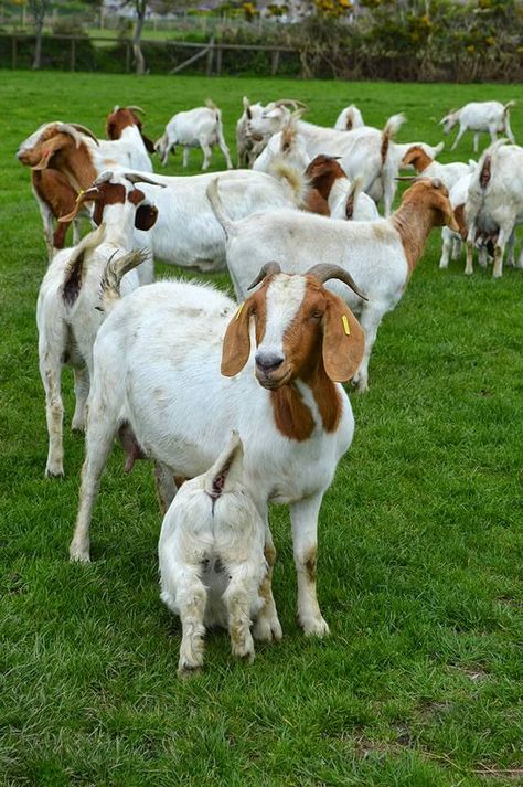 Choosing the right Goats for your Homestead • Lovely Greens Goat Keeping, Meat Goats, Agriculture Pictures, Goat Breeds, Goat Picture, Keeping Goats, Lovely Greens, Goat Barn, Boer Goats