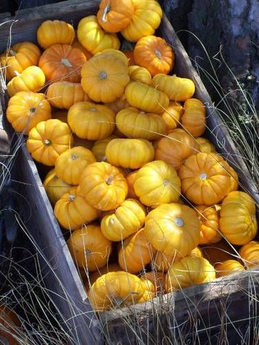 Yellow Pumpkin, Fall Yellow, Autumn Country, Yellow Autumn, Golden Autumn, Autumn Love, Colors Of Autumn, Colors Of Fall, Fall Outdoor Decor