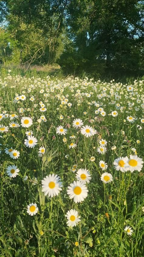 Flowers Daisy Aesthetic, Spring Grass Aesthetic, Nature Spring Aesthetic, Field Of Daisies Aesthetic, Green Flowers Aesthetic Wallpaper, Flower Feild Pics Aesthetic, Daisy Flower Aesthetic Wallpaper, Spring Core Aesthetic, Daisy Field Aesthetic