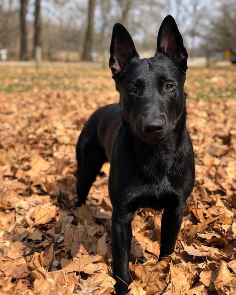 Dog Black Malinois, Black Belgian Malinois, Black Dogs Breeds, Belgian Malinois Puppies, Maremma Sheepdog, Malinois Puppies, Belgian Sheepdog, Malinois Dog, Belgian Shepherd