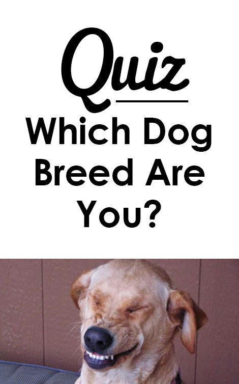 Quiz: Which dog breed are you?   I got golden retriever!  http://iheartdogs.com/quiz-which-dog-breed-are-you/ Cute Breeds Of Dogs, Dog Humor Hilarious, Pretty Dog Breeds, Which Are You, Stuff For Dogs, Which Dog Are You, Dog Quizzes, What Dog Should I Get Quiz, Pomeranian Poodle