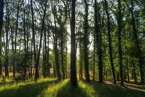 Photo rayons de soleil traversant les ar... | Premium Photo #Freepik #photo #foret #arbres-foret #fond-foret #nature-arbre Premium Photo