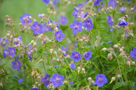 Meadow Cranesbill, Geranium Pratense, Meadow Plants, Geranium Sanguineum, Cranesbill Geranium, Wild Geranium, Hardy Geranium, Dog Rose, Violet Flowers