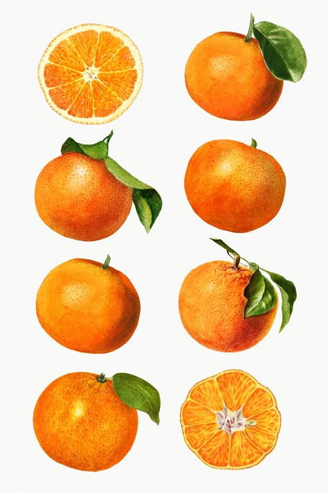 Orange Tattoos, Oranges Illustration, Organic Food Labels, Fruits Drawing, Watercolor Fruit, Fresh Orange, Fruit Illustration, Vintage Fruit, Citrus Fruits