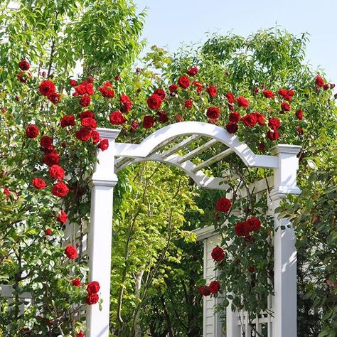 Dublin Bay™ climbing rose. Here is just about the finest modern red climber with rich green foliage grown throughout the world. Create the perfect entry to paradise with a climbing rose. #heirloomroses #rose #Dublinbay #climbing rose #archway #gardenig Rose Archway, Best Climbing Roses, Honeymoon Arborose Climbing Rose, Cecil Brunner Climbing Rose, Iceberg Climbing Rose, White Climbing Roses, Zepherine Drouhin Climbing Rose, Cecile Brunner Climbing Rose, Generous Gardener Climbing Rose