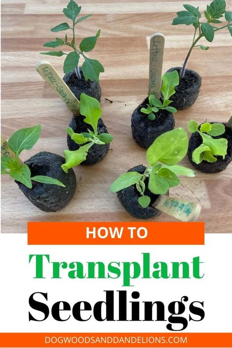 Transplanting seedlings can seem difficult. It can be scary to move a little seedling into a bigger container. These tips will help you transplant seedlings like a pro. #dogwoodsanddandelions #vegetablegarden #backyardgardening #beginninggardener Seed Starting Containers, Growing Tomatoes In Containers, Starting Seeds Indoors, Gardening Advice, Growing Tomatoes, Seed Starting, Edible Garden, Autumn Garden, Gardening For Beginners