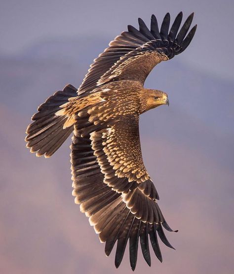 Golden Eagle Aesthetic, Philippine Eagle Flying, Golden Eagle Photography, Golden Eagle Flying, Hawk Flying, Eagles Flying, Roman Eagle, Philippine Eagle, Aigle Royal