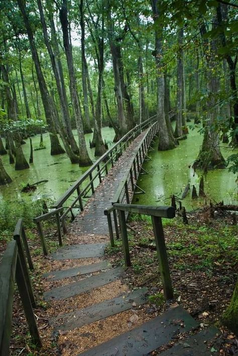 Bridge In Forest, Swamp Trees, Overtaken By Nature, Forest Pics, Old Bridges, Dnd Homebrew, Random Places, Art Class Ideas, Red Hook