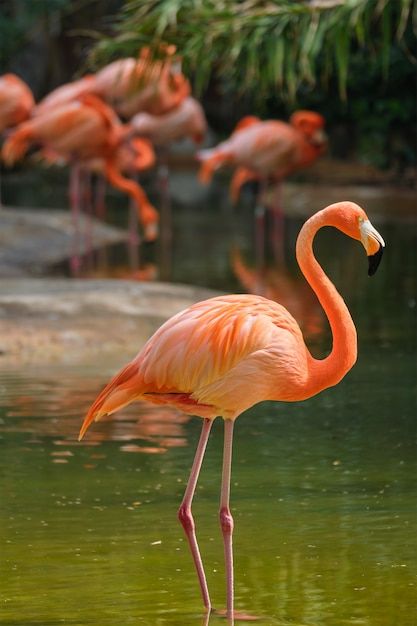 American flamingo phoenicopterus ruber b... | Premium Photo #Freepik #photo #aves #flamingo #forest #bird Flamingo Aesthetic, American Flamingo, Flamingo Photo, Flamingo Bird, Pink Bird, Animals Of The World, Zebras, Art Logo, Cuteness Overload