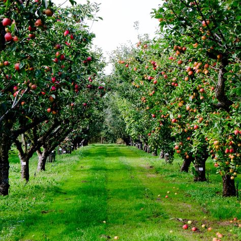 Apple Garden, Orchard Design, Orchard Garden, Apple Farm, Fruit Picking, Future Farms, Apple Orchard, Garden Trees, Tree Farms