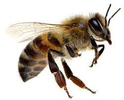 Bee & Wasp Removal in Southern CA | Lloyd Pest Control Remedies For Bee Stings, Wasp Removal, Bee Tattoos, Bee Removal, Bee Pictures, Worker Bee, Bees And Wasps, How To Teach Kids, Bee Hives