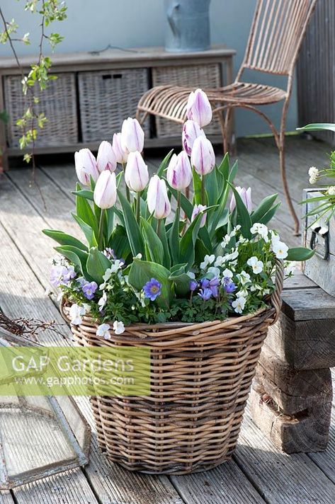 Tulipa 'Shirley', Viola cornuta and Anemone in Spring basket Spring Flowers In Pots, Spring Flower Pots Outdoor, Farmhouse Porch Flowers, Tulips And Lavender Garden, Spring Planter Ideas, Basket Of Tulips, Cottage Garden Pots & Planters, Tulip Cottage Garden, Tulip Daffodil Hyacinth Garden