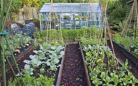 How to keep your vegetable patch going strong through the winter Growing Winter Vegetables, Kitchen Gardening, Winter Vegetables Gardening, Vegetable Patch, Allotment Gardening, Potager Garden, Winter Vegetables, Veg Garden, Home Vegetable Garden