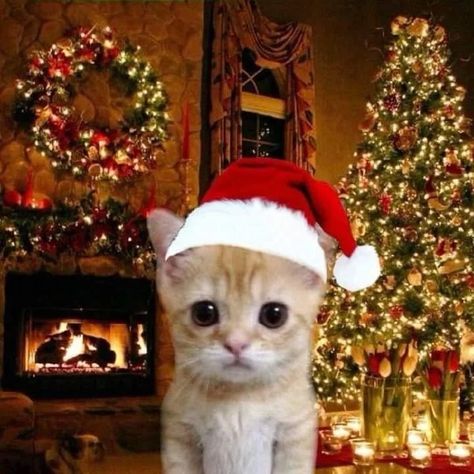 Funny Christmas Pfp, Christmas Cat Memes, Christmas Profile, Christmas Profile Pictures, Jazz Cat, Merry Christmas Cat, Funny Christmas Pictures, Iphone Wallpaper Cat, Christmas Pfp