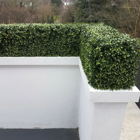 Artificial box hedge exterior wall Box Hedges, Box Hedge, Buxus Hedge Front Garden, Artificial Boxwood Hedge, Westringia Grey Box Hedge, Wintergreen Boxwood Hedge, Boxwood Hedge Wall, Box Hedging, Boxwood Hedge