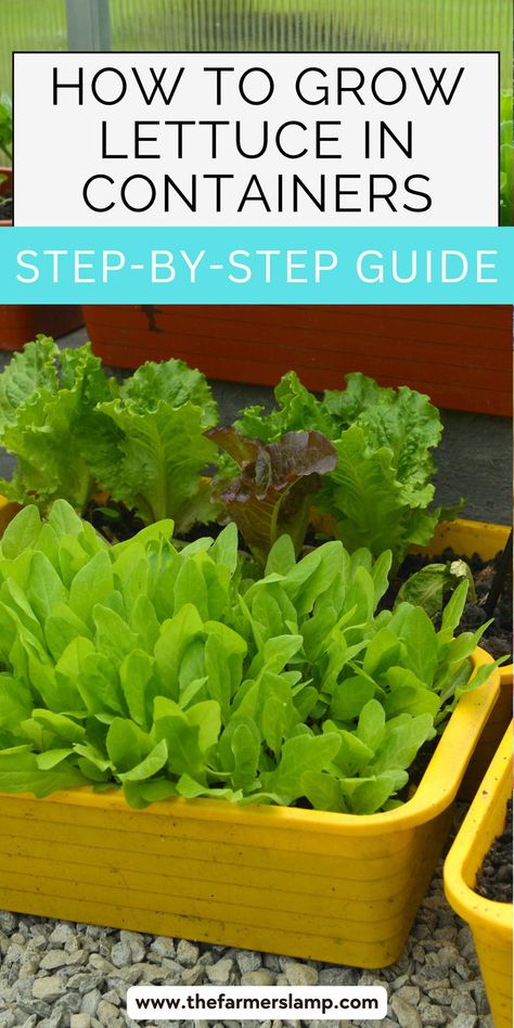 Experience the joy of homegrown lettuce with our step-by-step guide to container gardening! Discover how easy it is to grow delicious, organic lettuce right in your backyard. Let's embark on a journey to fresh, flavorful salads straight from your own container garden! Lettuce Container Garden, Grow Lettuce In Container, Lettuce Garden Container, Potted Lettuce Plants, What To Plant With Lettuce, Lettuce Growing Container, Growing Lettuce In Containers, Container Herbs, Growing Lettuce In Containers From Seed