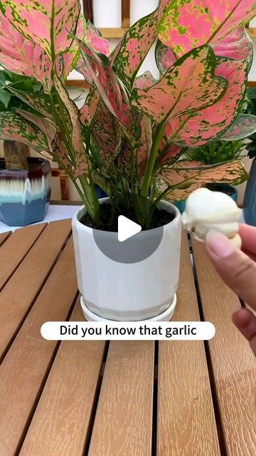 Gardening | Housewife | Farm on Instagram: "How to promote flower growth with garlic? #soiltester #garden #flowers #plants #flower #gardening #plant #plantlover #plantlife #gardenlove #gardenlife #growyourown" How To Grow Indoor Plants, How To Grow Flowers At Home, Garlic Fertilizer, Indoor Plants Care Tips, Planters Ideas Indoor, Plant Container Ideas, House Plants Decor Indoor, Garlic Garden, Indoor Plants Decor