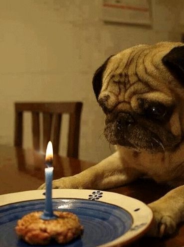 via GIPHY Birthday Pug, Pug Puppies, A Pug, Pug Lover, Cute Pugs, The Pug, Sweet Dogs, Pug Love, Pug Life