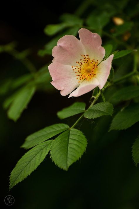 Dog Rose, Rose Blossom, 강아지 그림, Dark Rose, Wild Rose, Wild Roses, Beautiful Blooms, Flower Photos, Flowers And Leaves