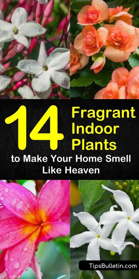 Fragrant Indoor Plants, Best Smelling Flowers, Oregano Plant, Indoor Plants Low Light, Citrus Plant, Indoor Flowering Plants, Smelling Flowers, Jasmine Plant, Costa Maya