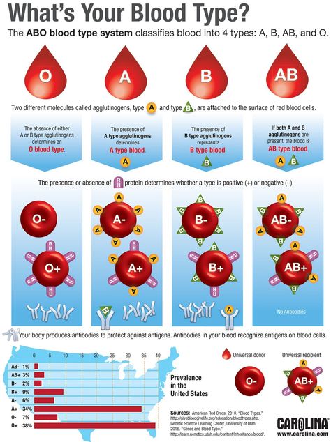 Blood Type Chart, Type Chart, Blood Types, Ap Biology, Blood Groups, Biology Lessons, Teaching Biology, Biology Notes, Medical Anatomy