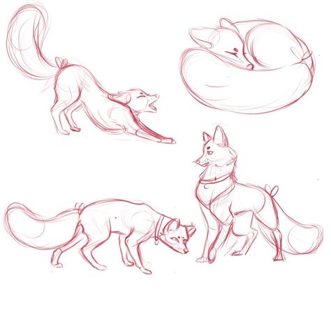 Pose Reference With Animal, Fox Anatomy Reference, Fox Poses Reference, Wolf Poses Reference, Fox Side Profile, Foxy Drawings, How To Draw Foxes, Anatomy Easy, Fox Sketches