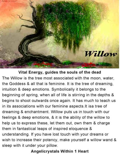 Willow Tree Scenery, Willow Tree Spiritual Meaning, Willow Tree Meaning, Tree Meanings, Willow Trees, Weeping Willow Tree, Witch Spirituality, Magic Spell Book, Sacred Tree