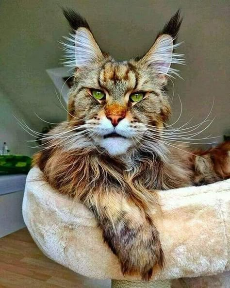 Gorgeous Cats, Disney Animals, Here Kitty Kitty, Scratching Post, I Love Cats, Kitty Kitty, Maine Coon, Cat Stuff, Pretty Cats