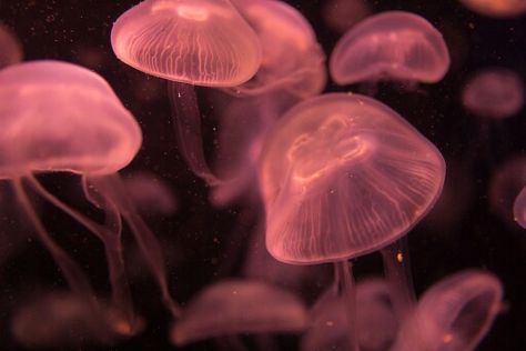 Pretty Jellyfish, Pink Jellyfish, Pretty Pink, Jellyfish, Floating, Water, Red, Pink