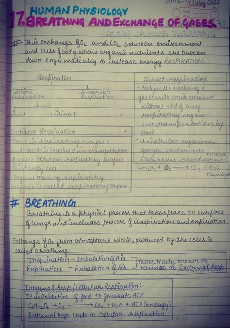 Breathing And Exchange Of Gases Notes, Breathing And Exchange Of Gases, Short Notes, Biology Notes, Hand Writing, Biology, Handwriting, Bullet Journal, Writing