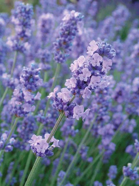 Article: Herbs are good for the body & soul, explains Val Bourne over on the Hartley Magazine.     #HartleyBotanic #herbs #plants #growyourown #garden #gardens #gardening #gardeningtips #gardeningadvice Low Maintenance Garden Plants, Wardrobe Uk, Colours Aesthetic, Unusual Beauty, Growing Lavender, Aromatic Plant, English Lavender, Gravel Garden, Future Garden